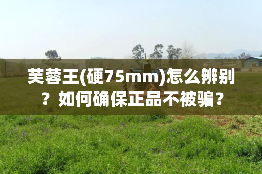 芙蓉王(硬75mm)怎么辨别？如何确保正品不被骗？